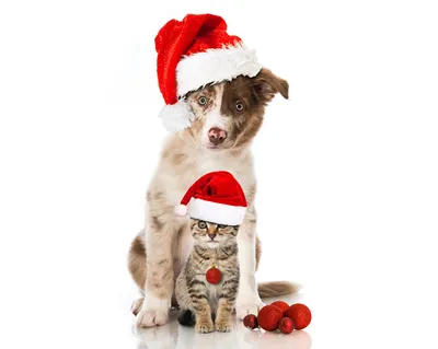 Обои собаки, кошки, новый год, праздничные, костюмы картинки на рабочий  стол, фото скачать бесплатно