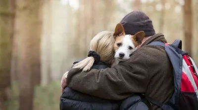 Щенки басенджи к Новому Году: 1 700 € - Собаки Киев на Olx