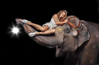 Рассказ, пушистый котик слон» — создано в Шедевруме