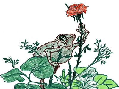 Сказка о жабе и розе рисунок раскраска (44 фото) » рисунки для срисовки на  Газ-квас.ком