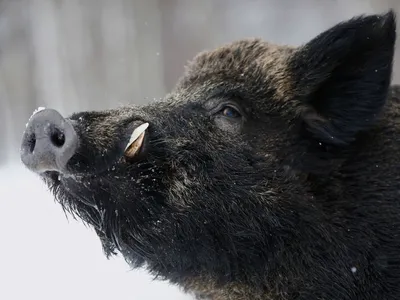 Дикий кабан серьезно покалечил и чуть не убил егеря в Восточном Казахстане  - 04.03.2020, Sputnik Казахстан