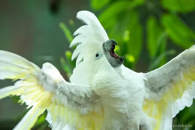 Семейство попугаев Какаду | Животный и растительный мир | Дзен