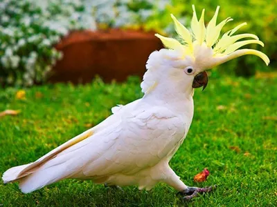 Попугай какаду красивый цветной с …» — создано в Шедевруме