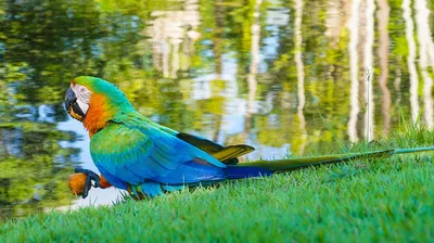 Сер-crested Galleria какаду, Cacatua, большой белый какаду популярный в  Австралии и Новая Гвинея, большой белый попугай в зеленой Стоковое  Изображение - изображение насчитывающей экосистема, смешно: 64628257