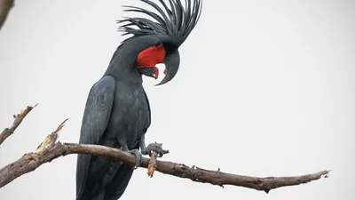 В Австралии попугаи какаду учат друг друга открывать мусорники, чтобы  добыть еду — исследование