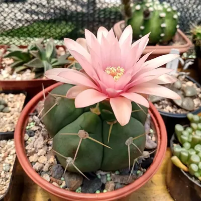 Кактус Cactus