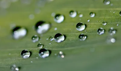 капли воды на черной поверхности. качественное фото Стоковое Фото -  изображение насчитывающей дистиллировано, картина: 220274140