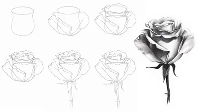 Картинки карандашом розы фото