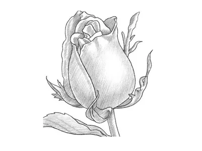 Как нарисовать розу карандашом поэтапно | Rosenzeichnungen, Einfach  zeichnen, Rosenzeichnung