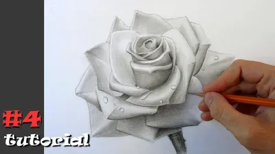 Как нарисовать розу. Учимся рисовать розу карандашом. - YouTube