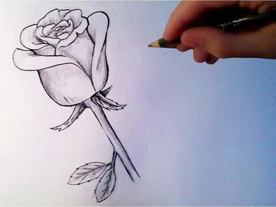 Роза рисунок карандашом поэтапно 🖌 Рисунки карандашом поэтапно