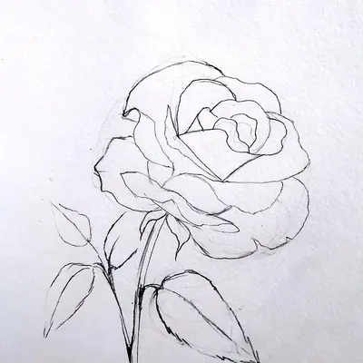 Рисунки розы карандашом для начинающих легкие и красивые (48 фото) »  рисунки для срисовки на Газ-квас.ком