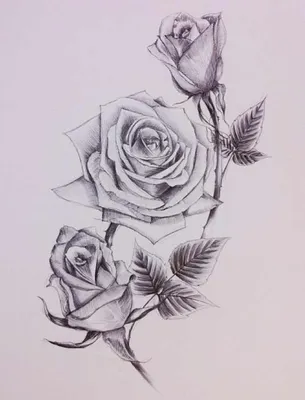 Рисунок розы простым карандашом | Срисовка картинки для начинающих поэтапно  и легко - YouTube