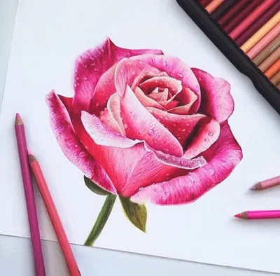 ЛУЧШИЕ СПОСОБЫ: Как Нарисовать Розу Карандашом Поэтапно – Фото Креативные  идеи | Розы, Красивые розы, Цветок