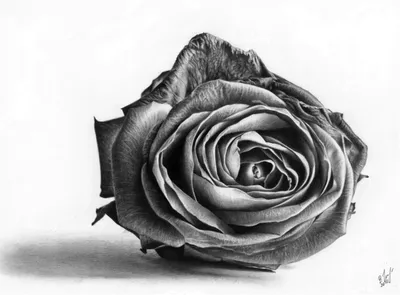 Рисунок розы простым карандашом | Пикабу