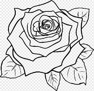 Рисунок Розы Art Sketch, Роза, белый, карандаш, лист png | Klipartz