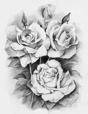 Рисунок Розы Art Sketch, Роза, белый, карандаш, лист png | PNGWing