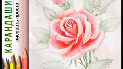 Еще один урок по рисованию розы простым карандашом - Demiart