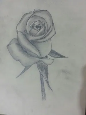 Рисунок карандашом (роза) | Рисунок карандашом, Рисунок, Рисование