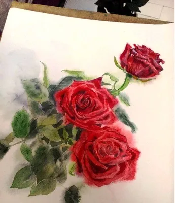 Рисунки розы карандашом для срисовки (36 фото) 🔥 Прикольные картинки и юмор