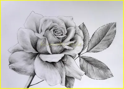 детская рука готова рисовать цветок черной розы с черным карандашом.  изолированный фон белой таблицы Стоковое Изображение - изображение  насчитывающей дело, рука: 233033451