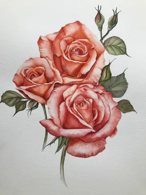 Розы | Пикабу