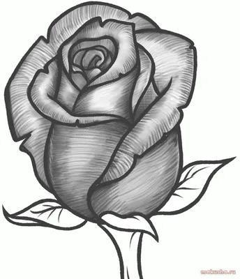 Рисунок розы карандашом для срисовки - 61 фото