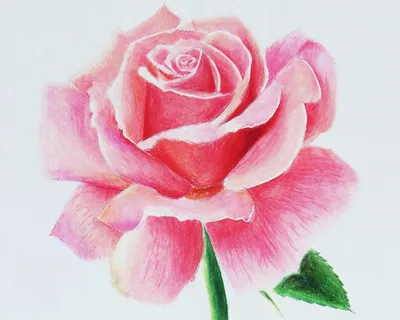 Как нарисовать розу карандашом? | Андрей Лима | Дзен