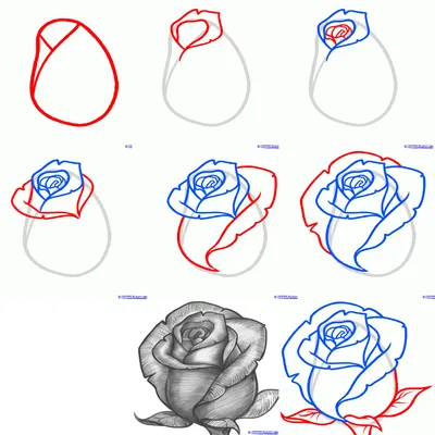 Роза рисунок простой (25 фото) » Рисунки для срисовки и не только