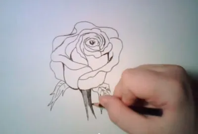 Pin by Карина on drawing | Flower sketch pencil, Flower sketches, Roses  drawing