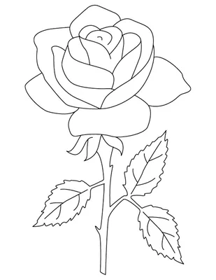 Роза рисунок карандашом для детей - 95 фото