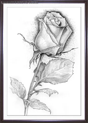 Рисованная Роза, заказать рисунок розы карандашом.