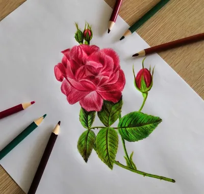 Рисунок карандашом сложный цветок (68 фото) » Рисунки для срисовки и не  только