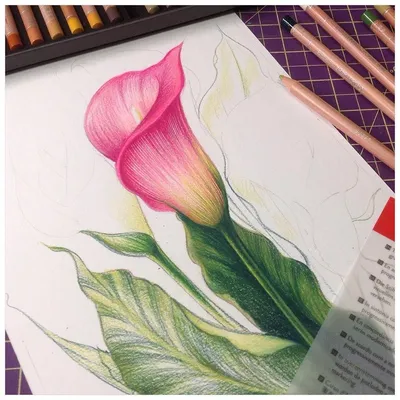 Цветной рисунок карандашом, цветы в …» — создано в Шедевруме