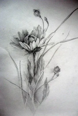 рисунок карандашом цветы | Рисунок карандашом, Рисунки углем, Ботанические  рисунки