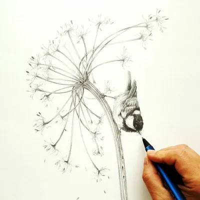 Рисунки для срисовки карандашом поэтапно | Рисовать, Рисунки, Рисунки сердца