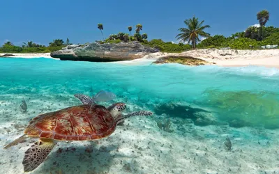 10 лучших Карибских островов для посещения | GotoSailing