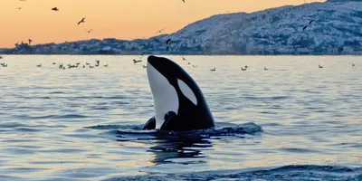 Иллюстрация дельфин-касатки косатки Изображение запаса кита Иллюстрация  вектора - иллюстрации насчитывающей иллюстрация, еда: 138098491