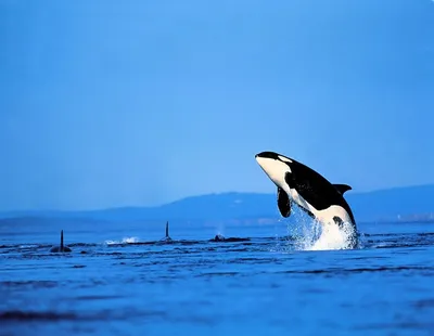 Цветная фотография косатки с морских млекопитающих вектор. Животное  семейства китовых моря касатки в стиле мультфильма. Красивая и Иллюстрация  вектора - иллюстрации насчитывающей убийца, океан: 175225847