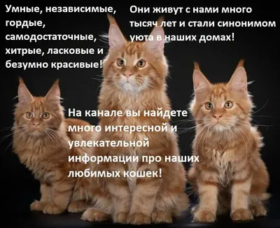 Кошки и коты. Факты и информация о котах и кошках