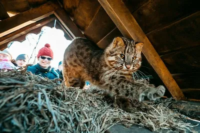 Арсений Котов купить продукцию | Лабиринт