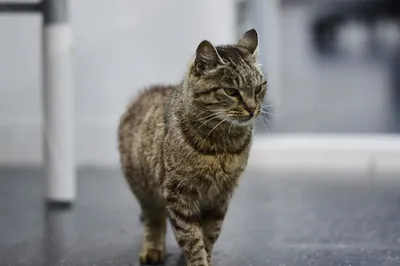 Кот из Шатуры вошел в Топ-10 самых популярных котов в российских СМИ по  итогам года