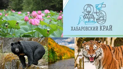 Хабаровский край - Дальний восток: TravelPoisk