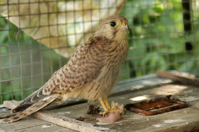 Хищные Птицы Ястребтетеревятник Accipiter Gentilis Птица Сидит На Ветке  Время Охоты Польша Европа — стоковые фотографии и другие картинки Без людей  - iStock