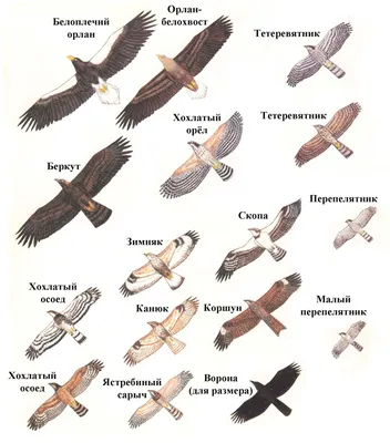 Общий Kestrel, Tinnunculus Falco, маленькие хищные птицы сидя на стволе  дерева, Финляндии Стоковое Фото - изображение насчитывающей германия, птиц:  67936172