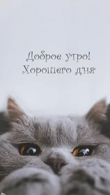С добрым утром - позитивные новые картинки (38 ФОТО) | Домашние животные  юмор, Рыжие котята, Доброе утро