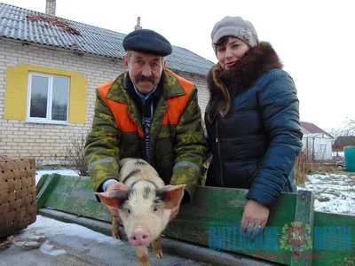 Отзыв о Витаминная добавка супоросных и лактирующих свиноматок \"Ваше  хозяйство\" Здравур \"Хрюшка-Мама\" | Премикс для свиноматок.