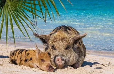 Счастливая жизнь веселых хрюшек на Багамах - Путешествуем вместе | Pig  beach, Swimming pigs, Cute pigs