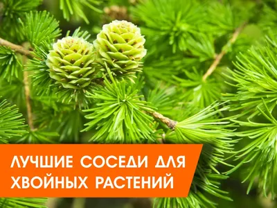 Хвойные растения для сада