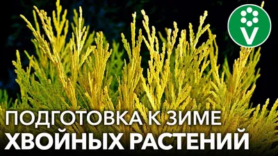 Посадка хвойных деревьев и кустарников. Уход за хвойными растениями. Время  посадки хвойных